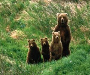 пазл Медведь семьи